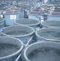 fish farm hyderabad Uday Aqua Connects Fish Farming & Shrimp Farming