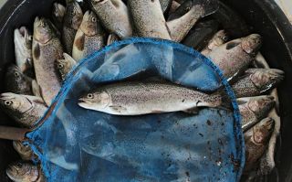fish farm hyderabad Uday Aqua Connects Fish Farming & Shrimp Farming