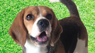 dog breeder hyderabad Power's Ross- Beagle's And Dog training school