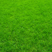 lawn care service hyderabad Setgreen Landscaping and Gardening