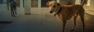 animal shelter hyderabad People For Animals - ABC Centre and Rescue Home