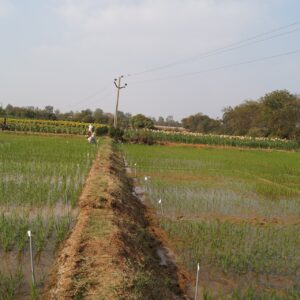 crop grower hyderabad Ma Swarn Bio Agrotech Private Limited