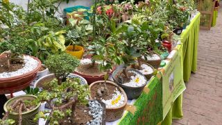 country garden shops lucknow Blossom Plant Nursery