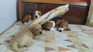 dog day care centre lucknow Arpita's kennel (Dog Creche)