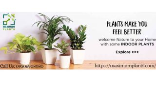 greenhouse lucknow Maximum Plants