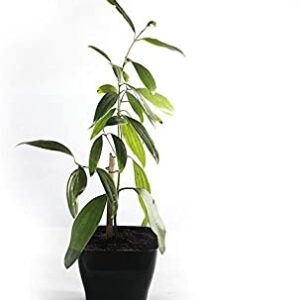 Tej Patta,Bay Leaf ,Tez Patta Spice Plant with Pot