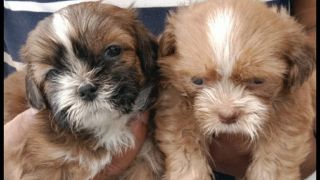 dog breeder lucknow BHAIRAV PET SHOP LUCKNOW DOG SALE BREEDER WORLD