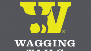 pet groomer lucknow Wagging tail pet salon