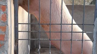 pig farm lucknow AWADH PIG FARM