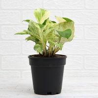 Money Plant Marble Queen with pot – with Pot